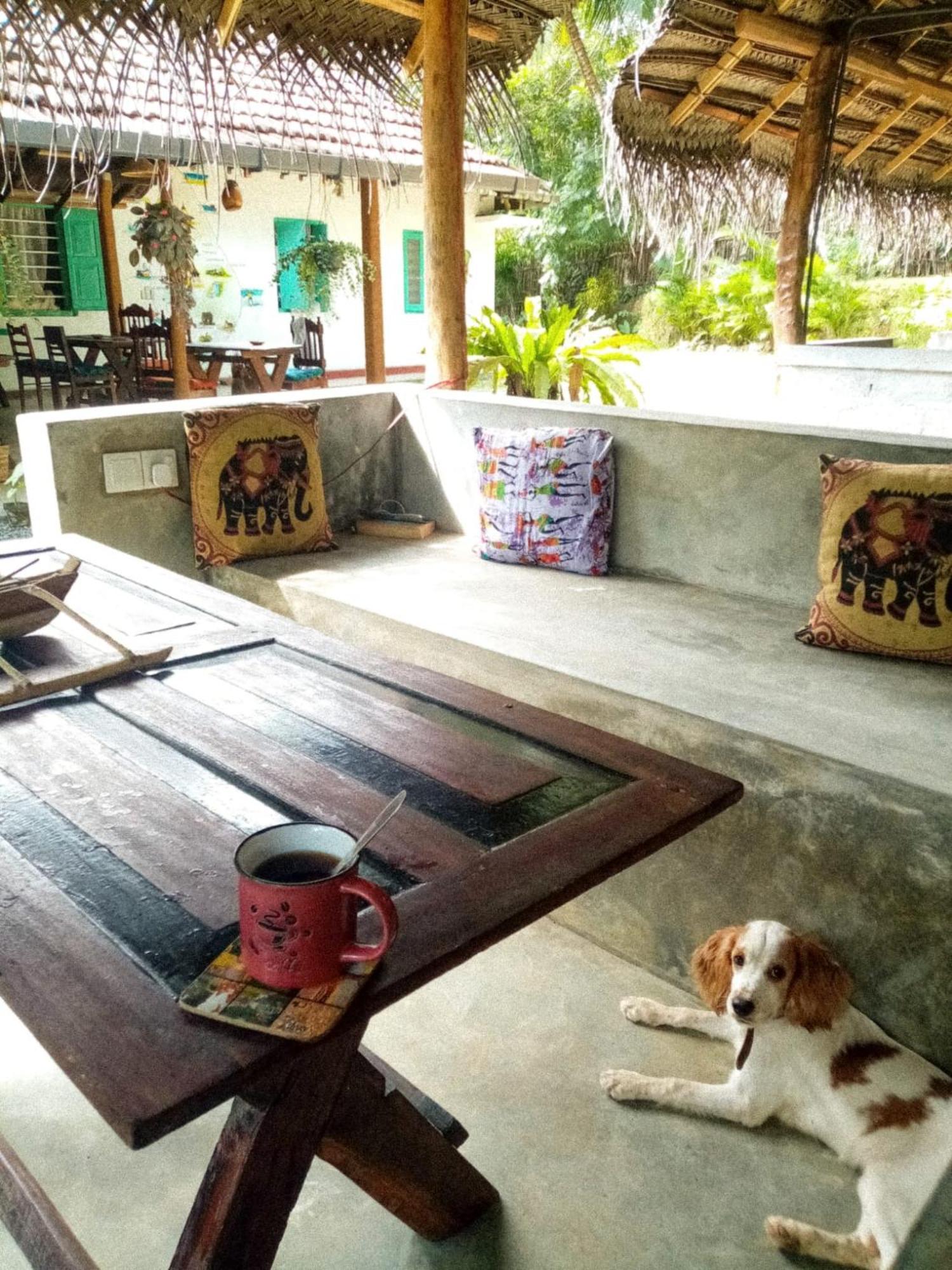 Lazy Monkey Surfhostel - Sri Lanka ディックウェラ エクステリア 写真